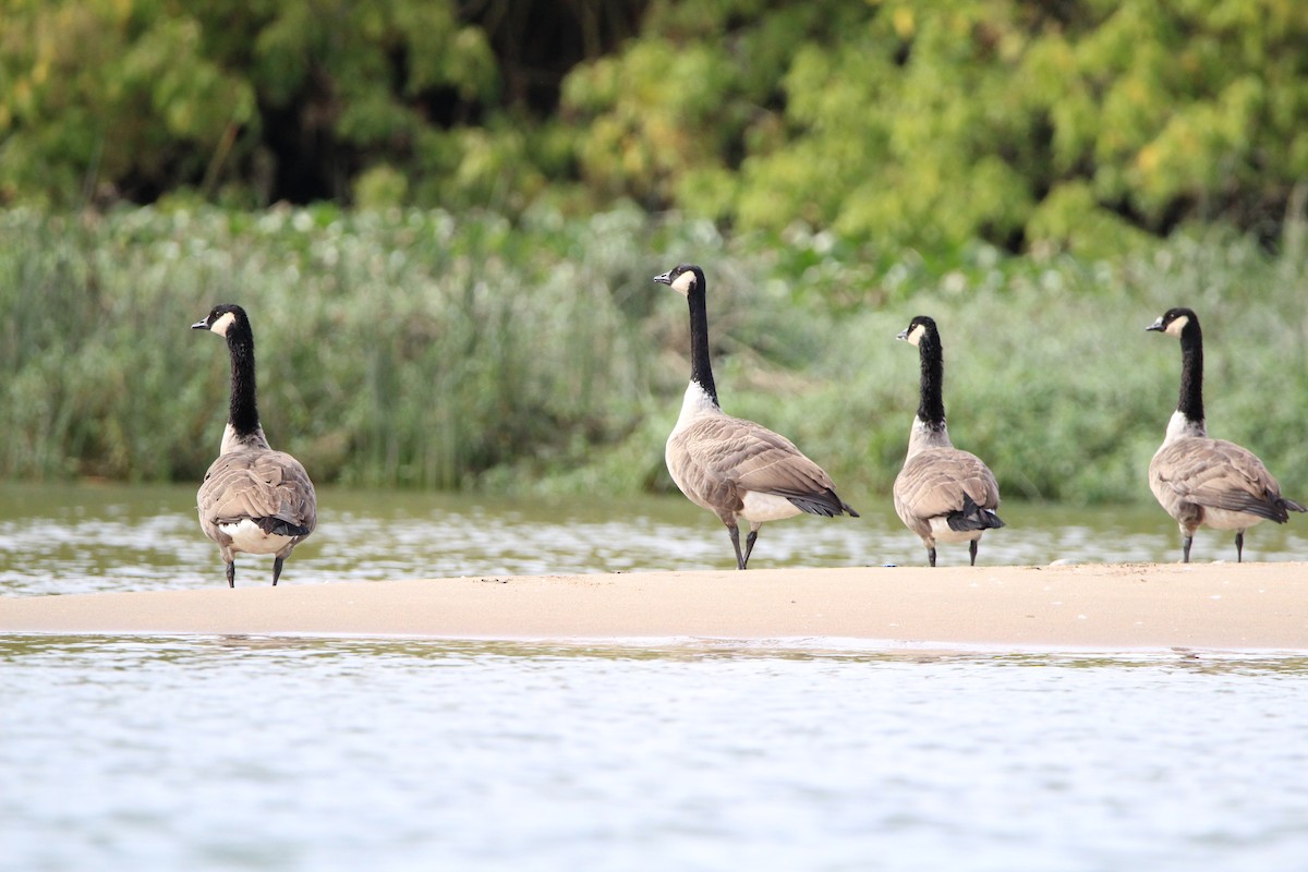 Canada Goose - Luís Vieira