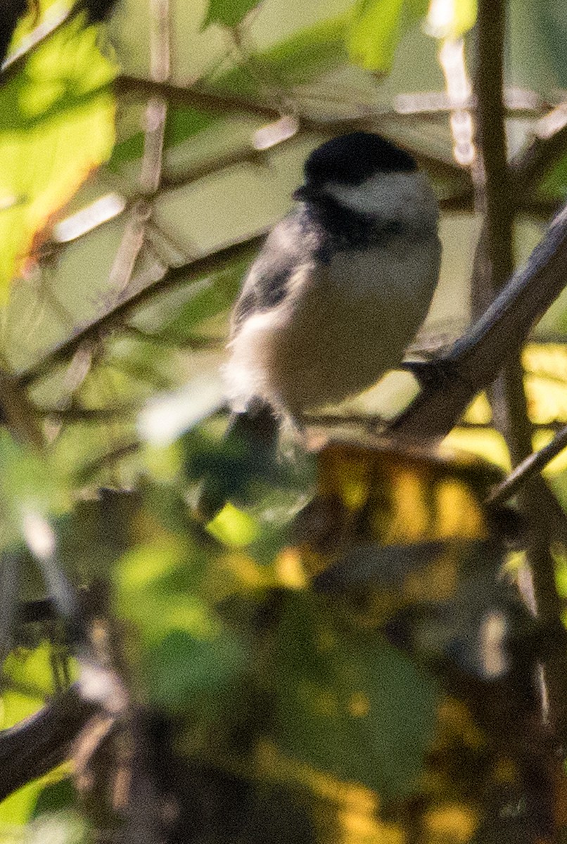 Carolina Chickadee - Harvey Rubenstein