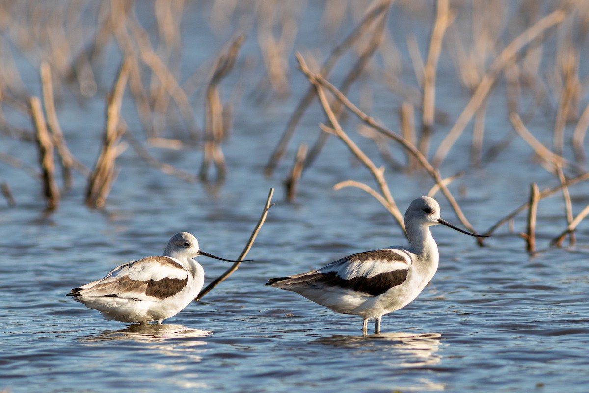 American Avocet - ML178379731