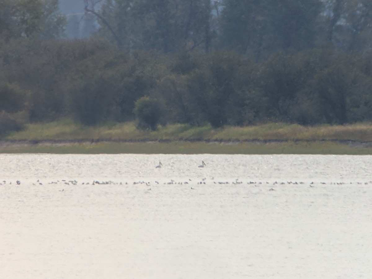 American White Pelican - ML178379831