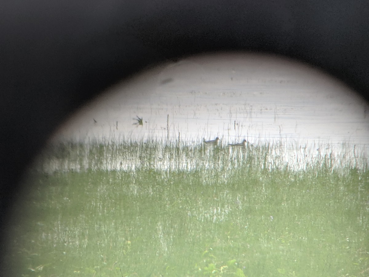 Red-necked Phalarope - ML178379851