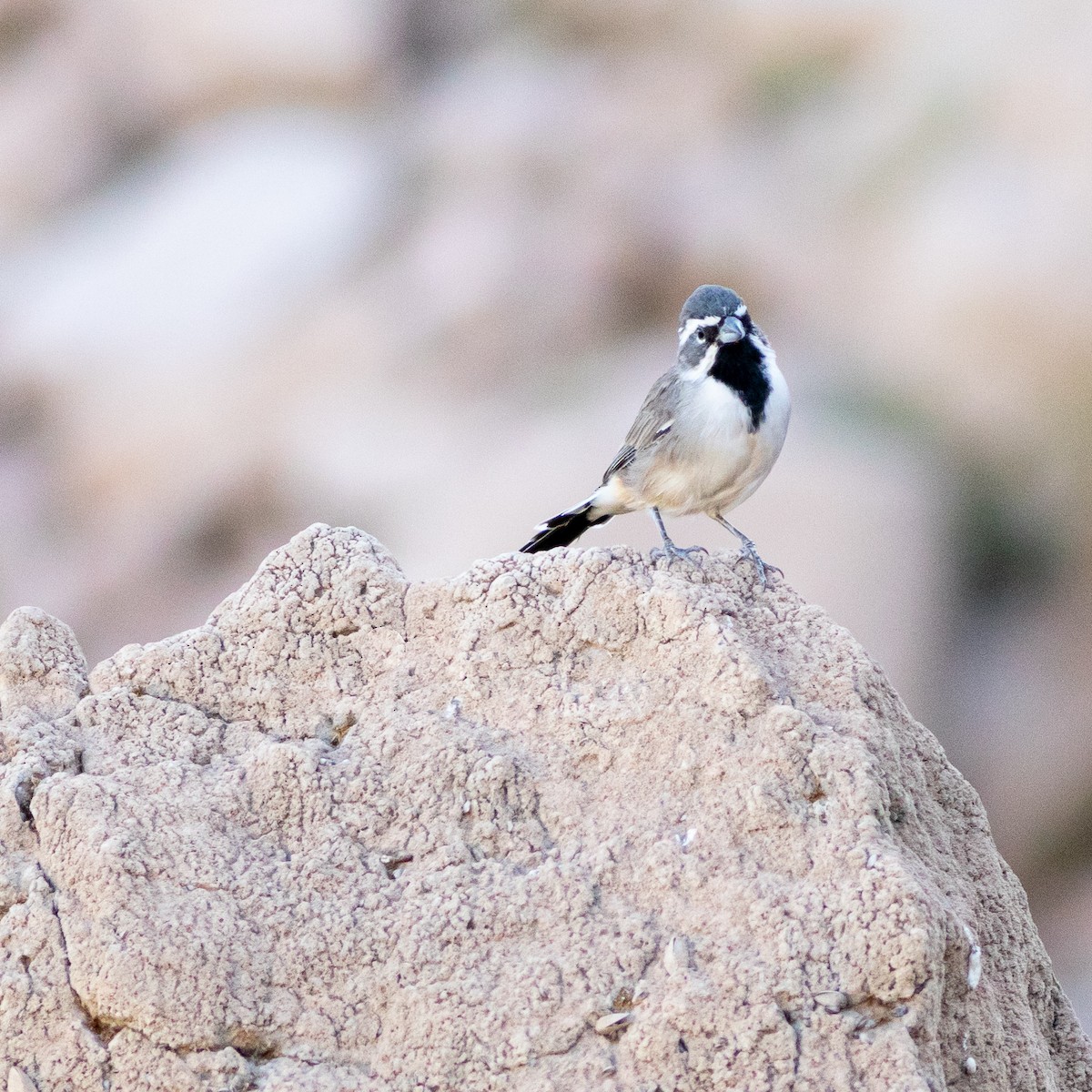 Black-throated Sparrow - ML178379991