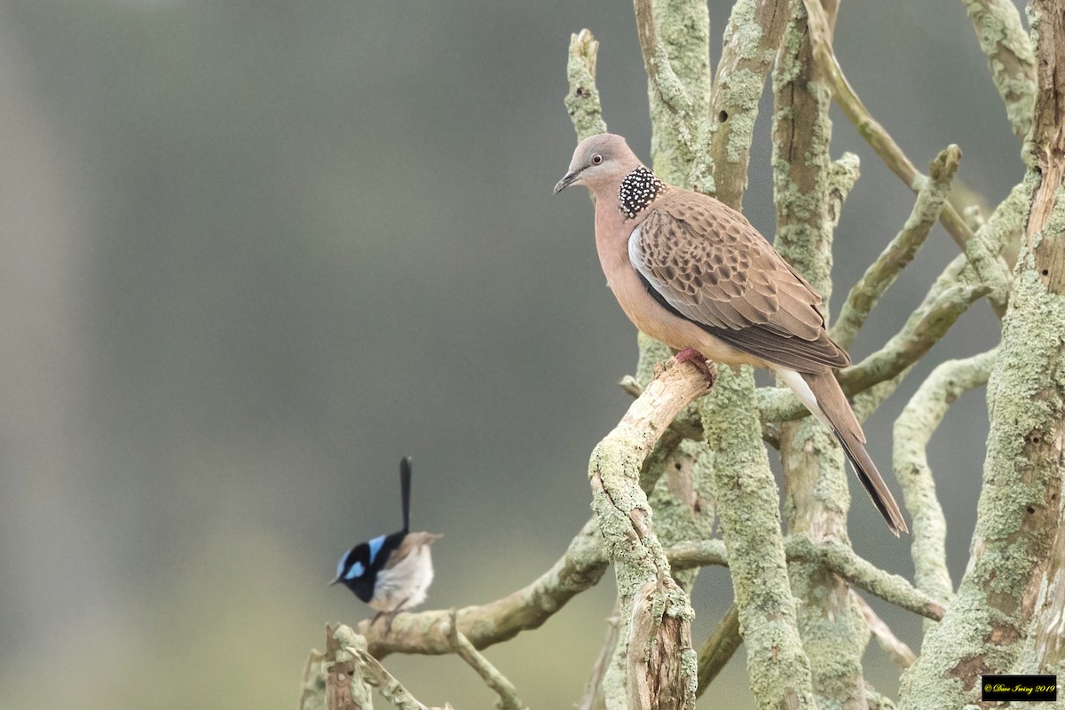 Spotted Dove - ML178381641