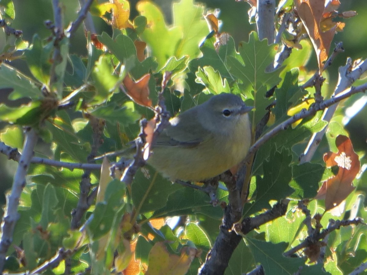 Orange-crowned Warbler - ML178384121