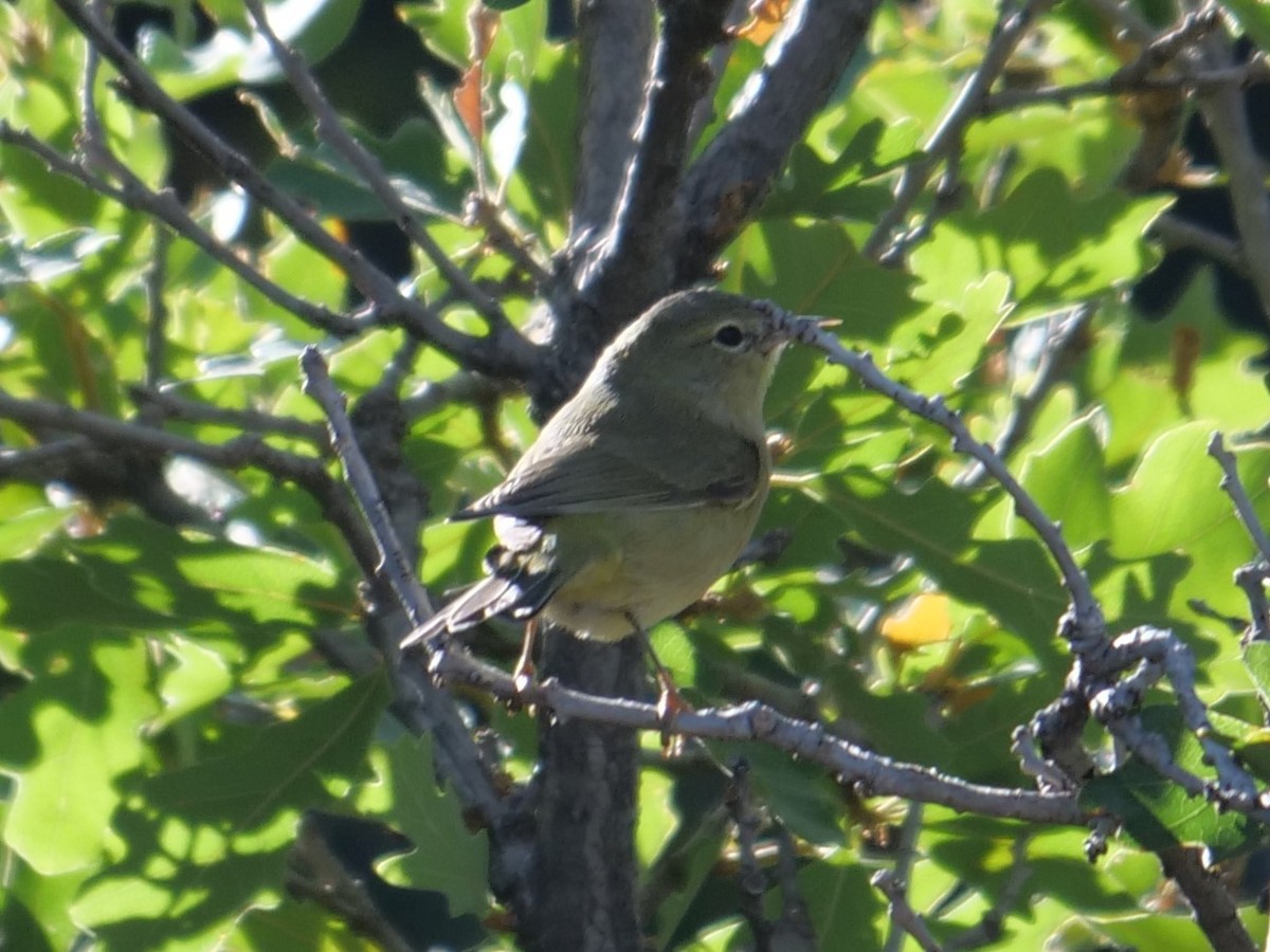 Orange-crowned Warbler - ML178384131