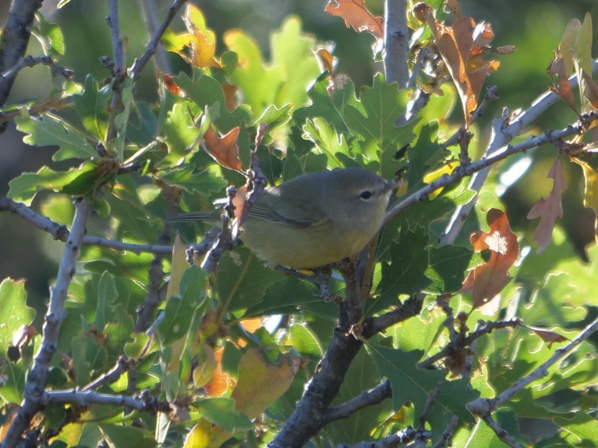 Orange-crowned Warbler - ML178384141