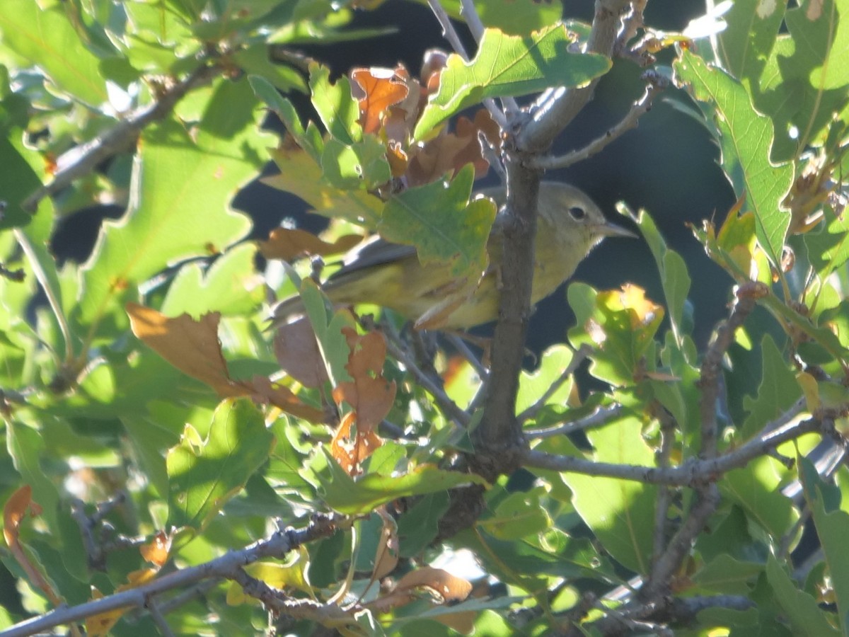 Orange-crowned Warbler - ML178384151