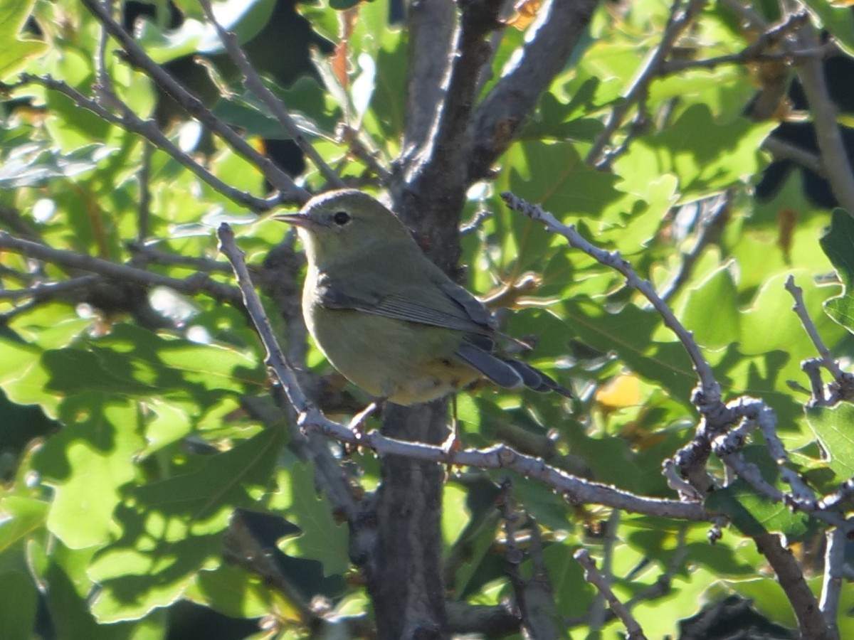 Orange-crowned Warbler - ML178384161