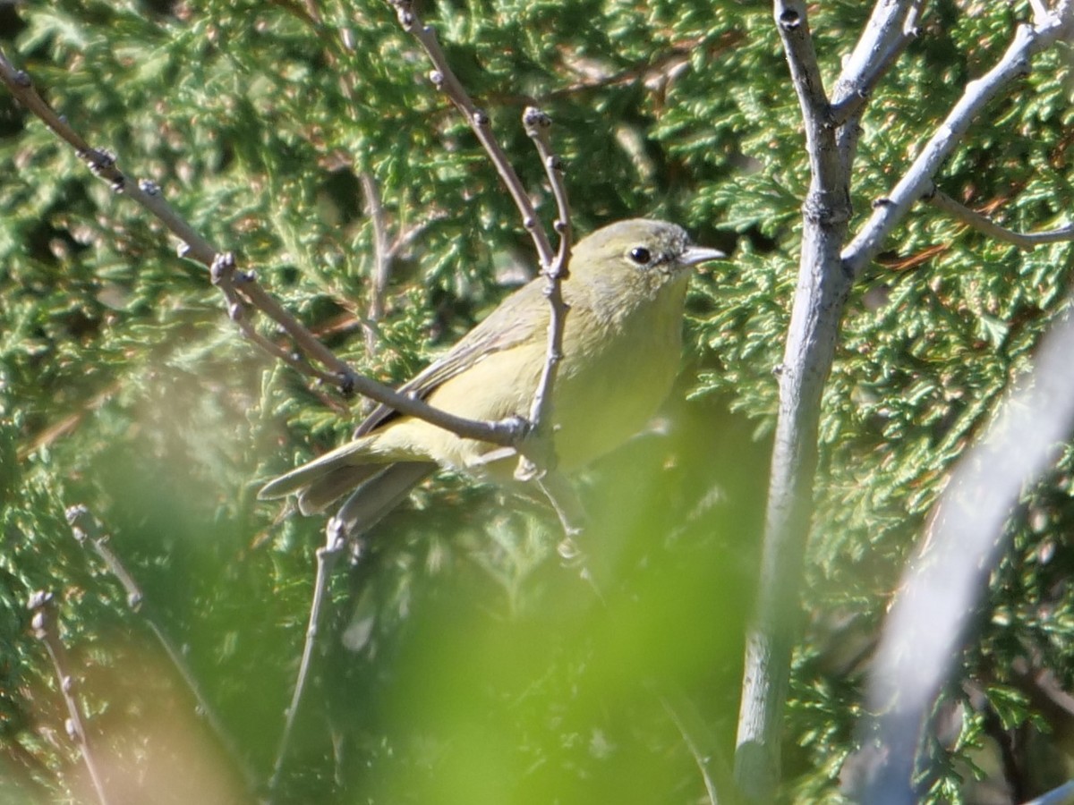 Orange-crowned Warbler - ML178384171
