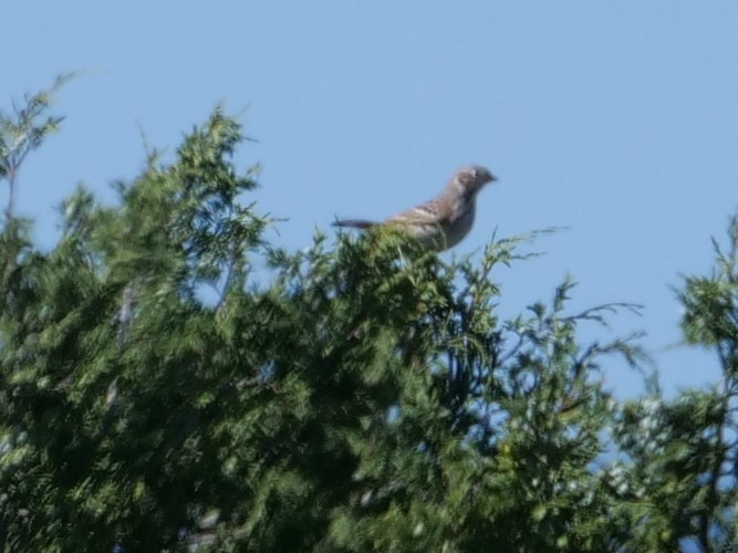Vesper Sparrow - ML178384371