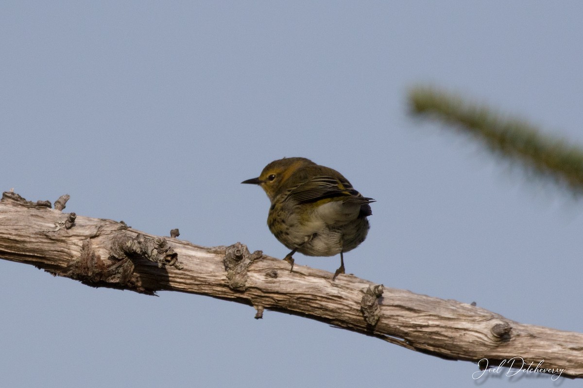 Cape May Warbler - ML178384841