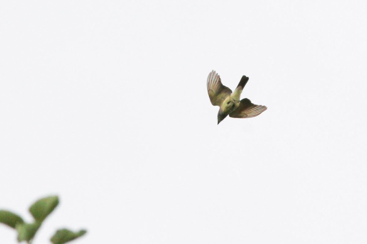 Cassin's Kingbird - ML178385071