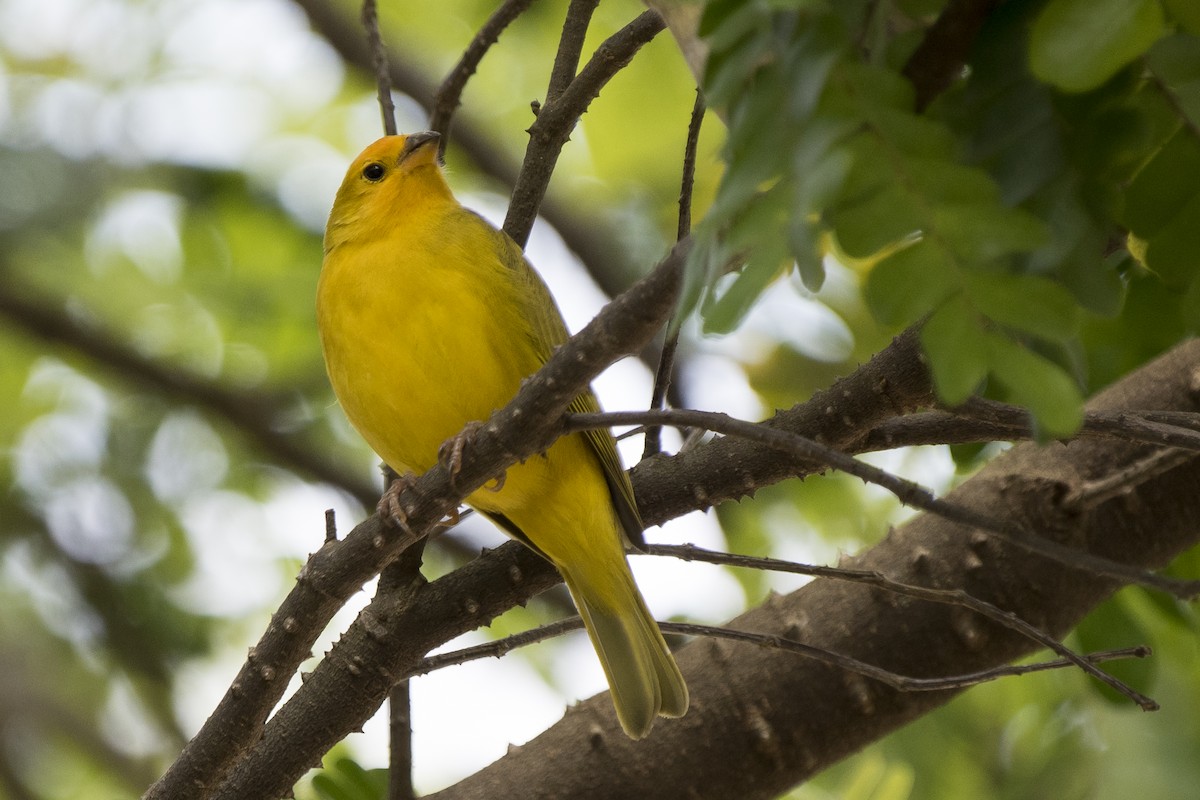 Saffron Finch - ML178385111