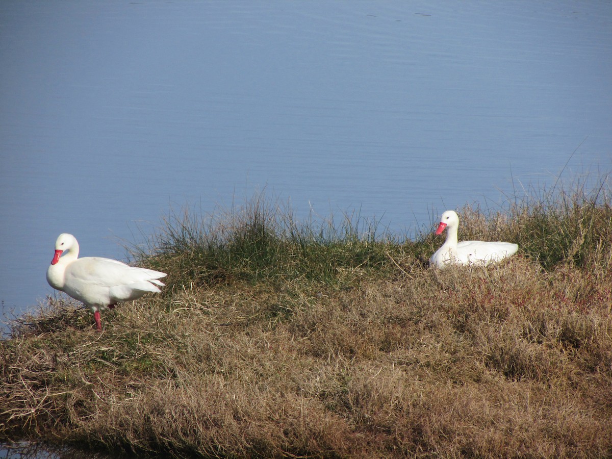 Coscoroba Swan - Nelson Contardo