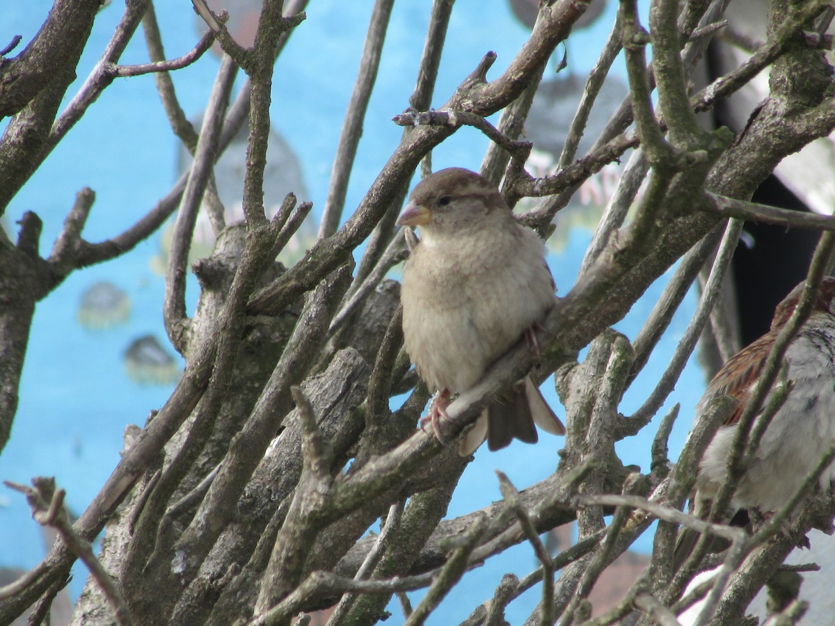 House Sparrow - ML178386891