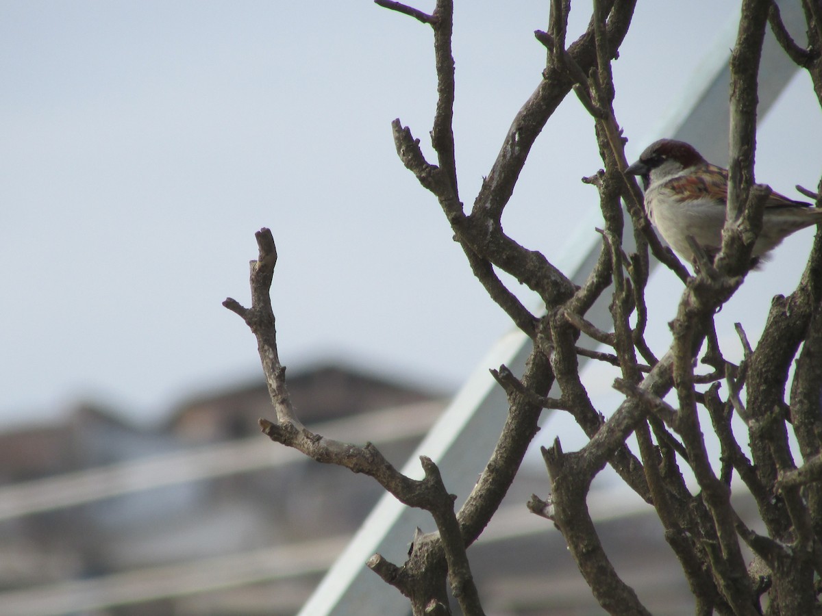 House Sparrow - ML178386971