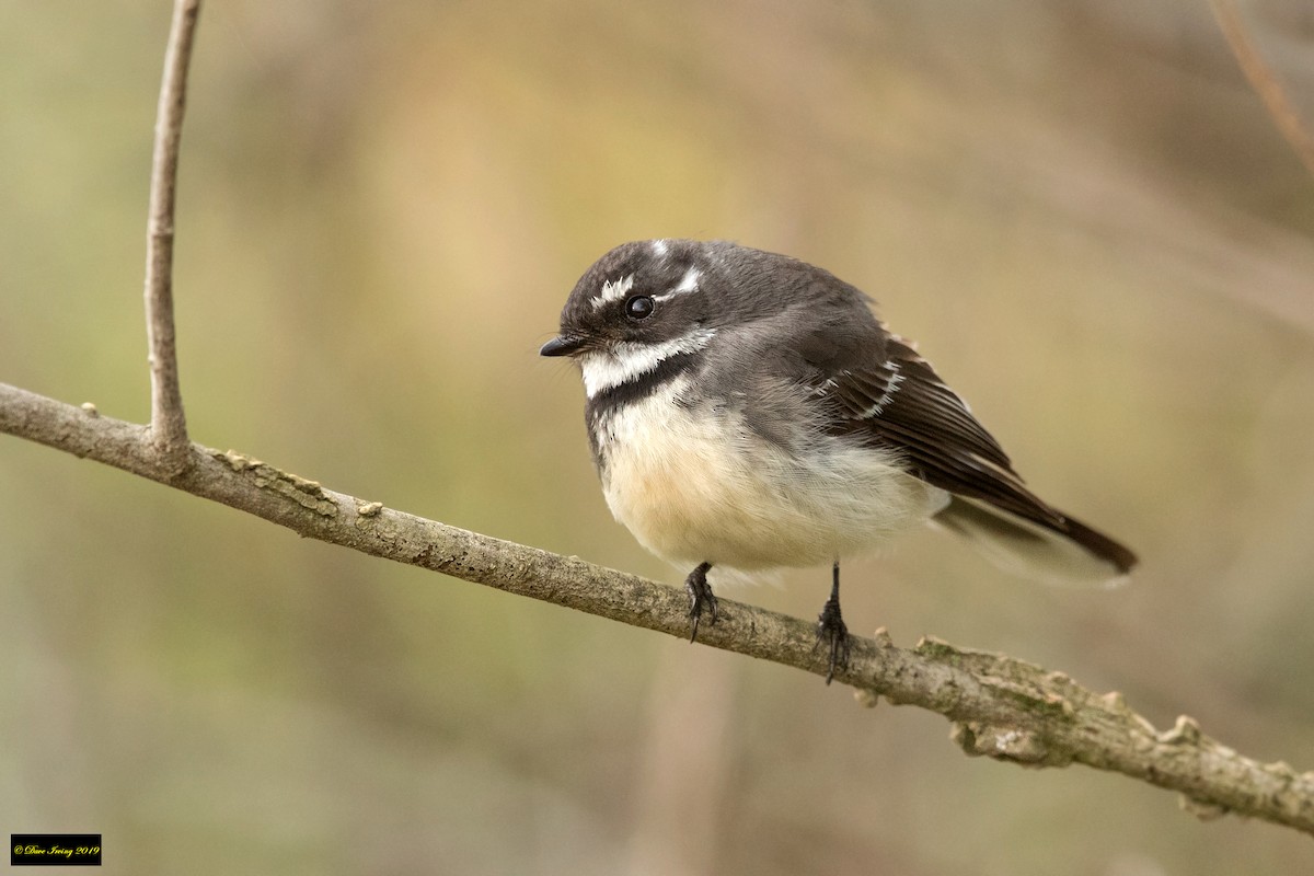 Gray Fantail - ML178387871