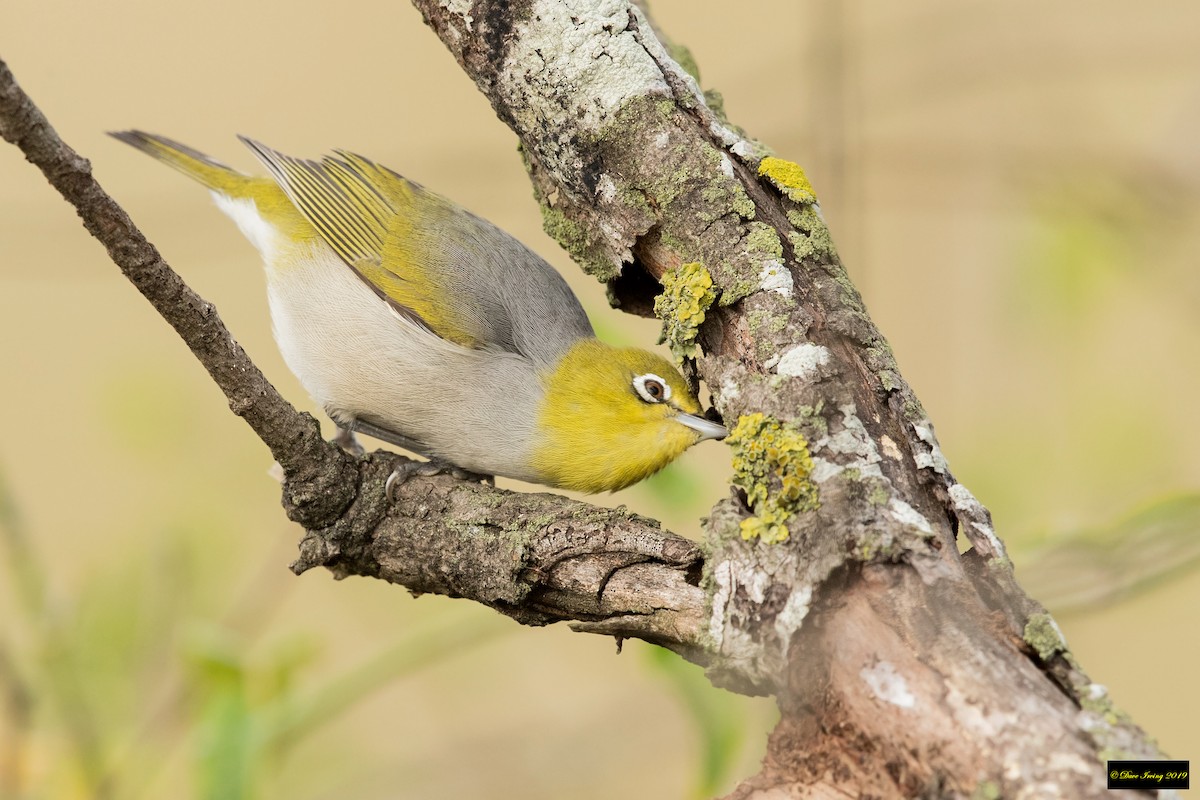 Silvereye - David Irving