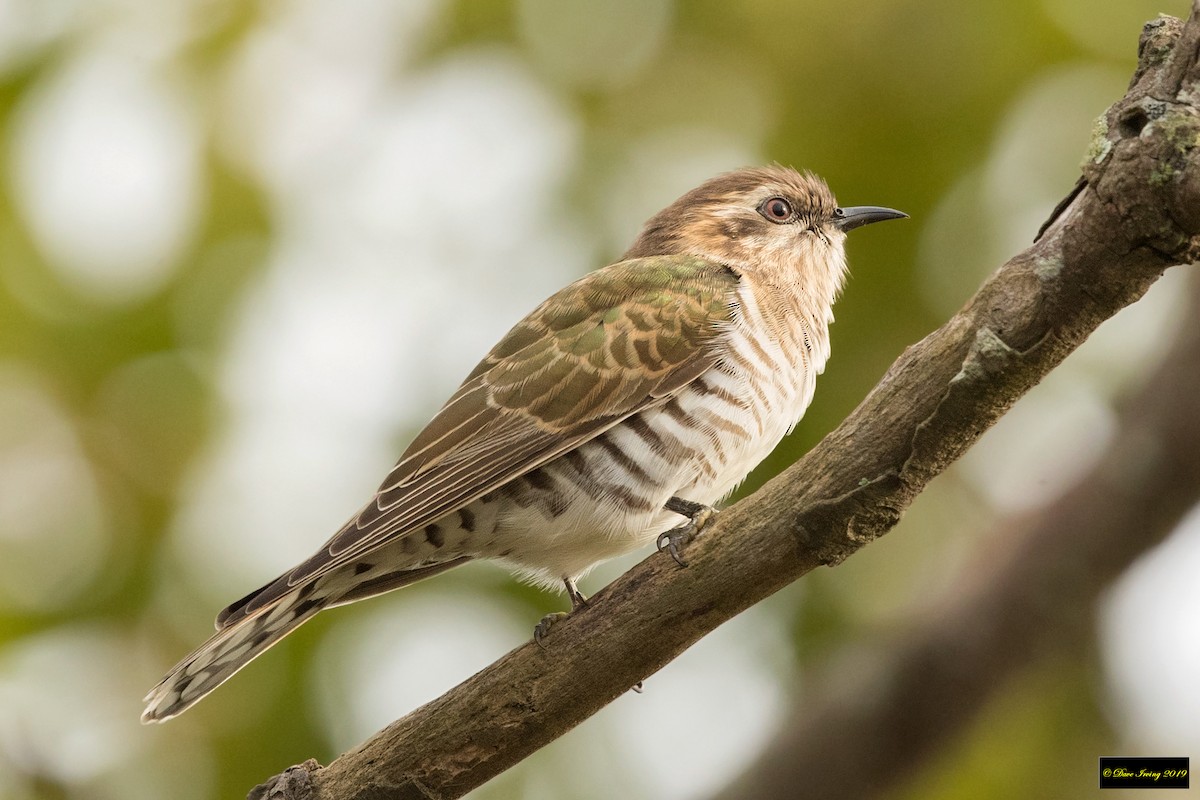 Horsfield's Bronze-Cuckoo - ML178391901