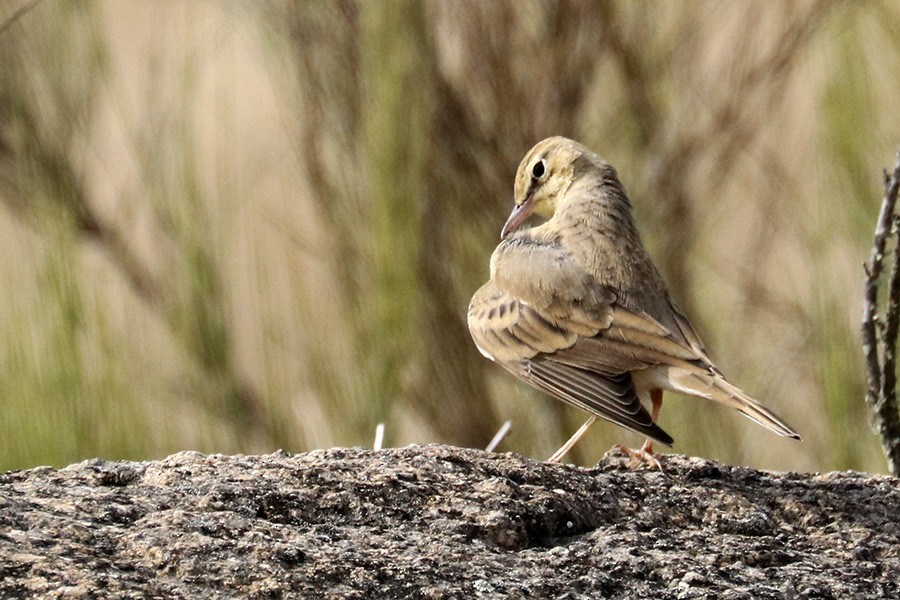 Tawny Pipit - ML178392661