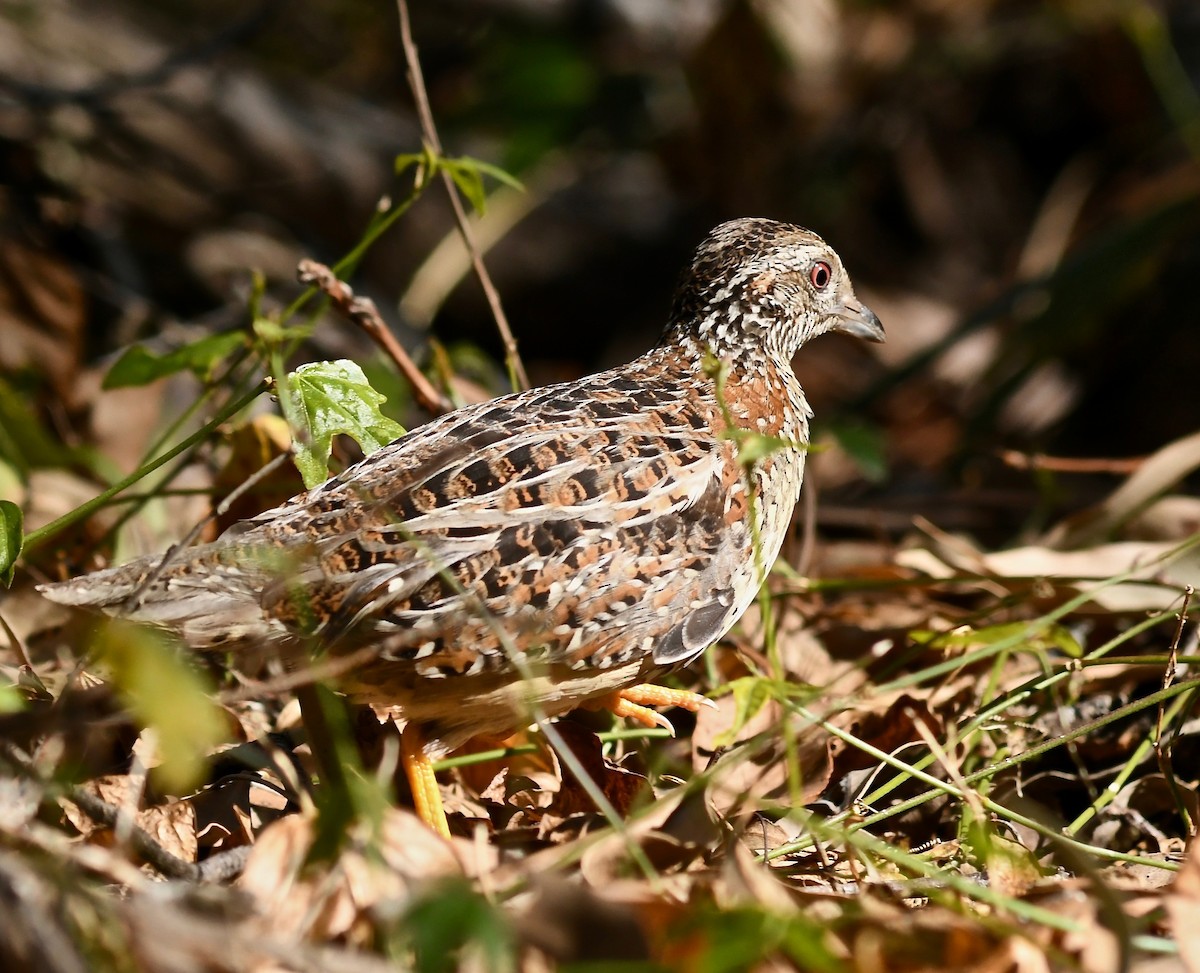 Painted Buttonquail - ML178393771