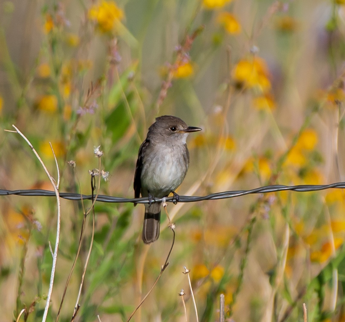 Willow Flycatcher - 🐧 Mary McSparen