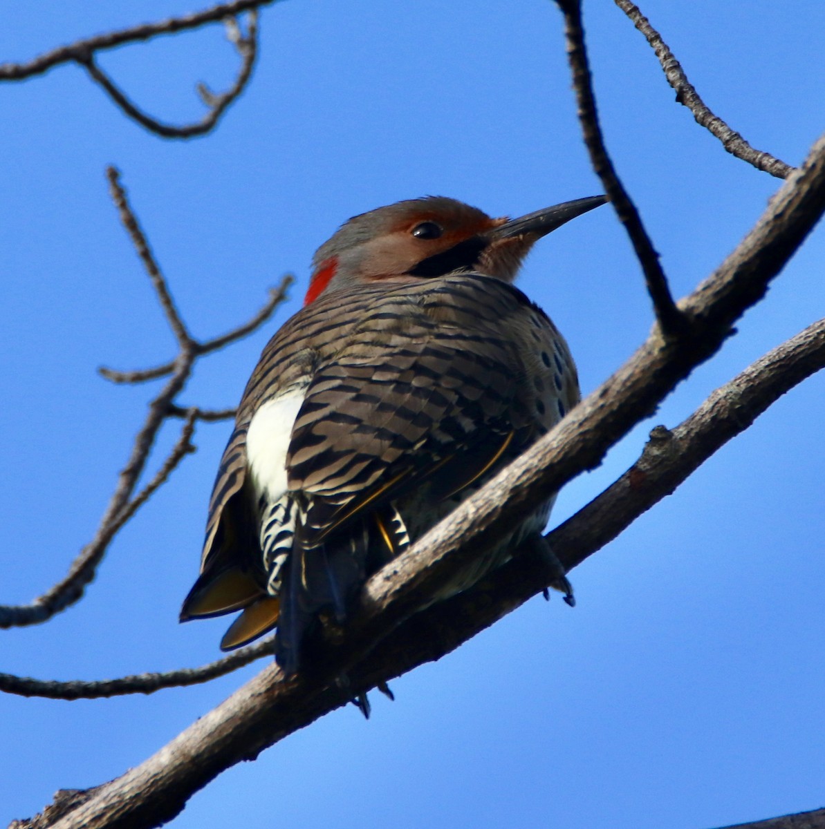 Northern Flicker - ML178394971