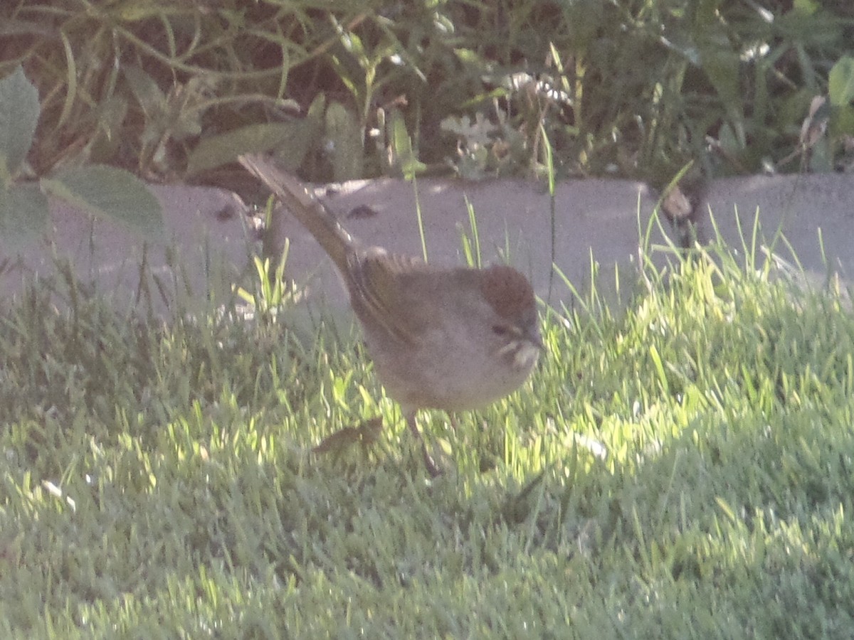 Green-tailed Towhee - ML178395031