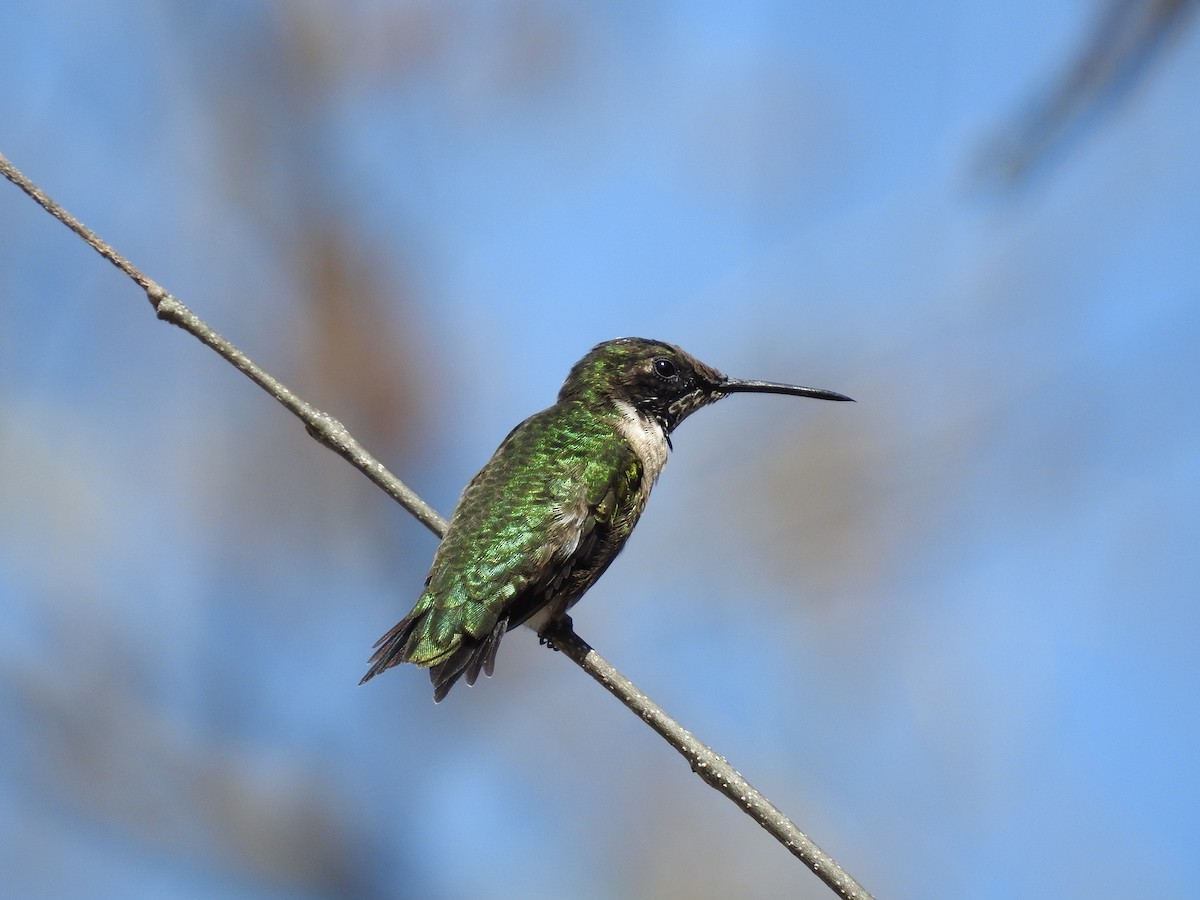 Ruby-throated Hummingbird - Carlos Ulate