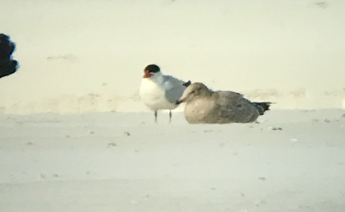 Caspian Tern - ML178399331