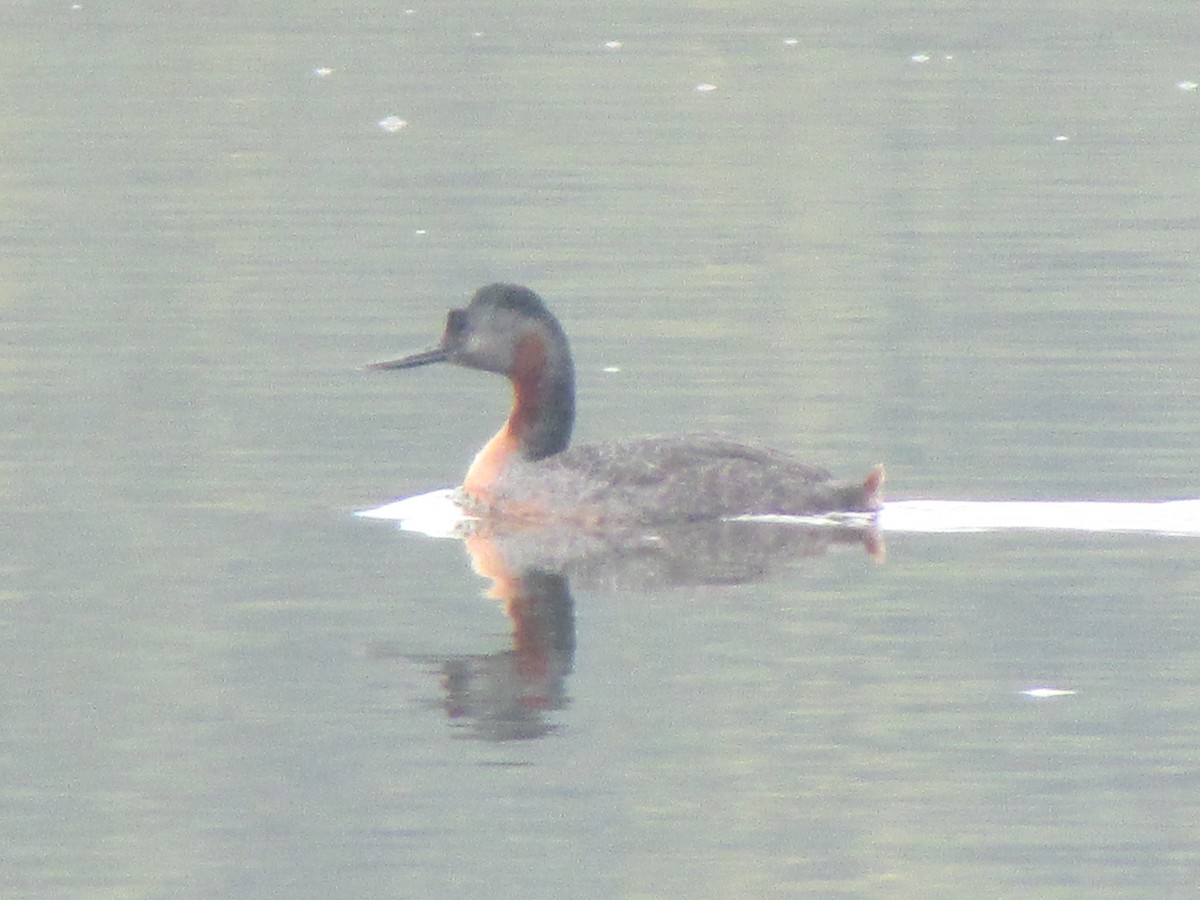 Great Grebe - ML178399991