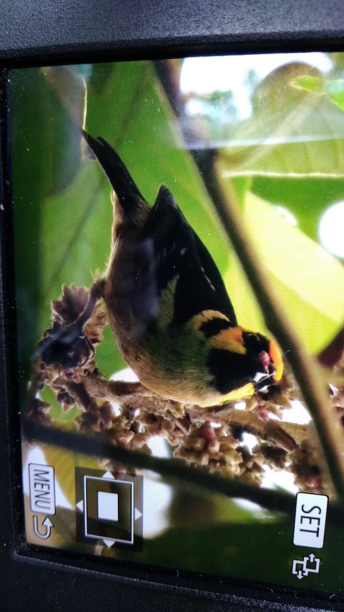 Flame-faced Tanager - ML178400281