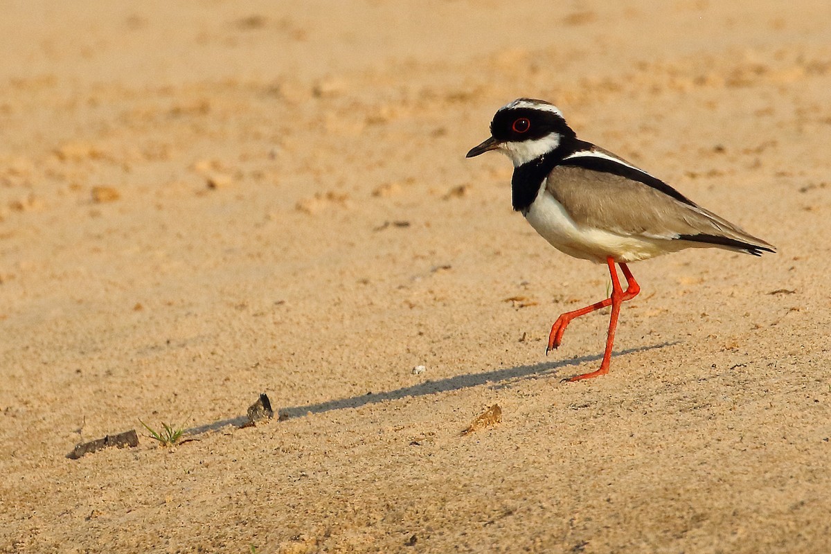 Pied Plover - ML178400591