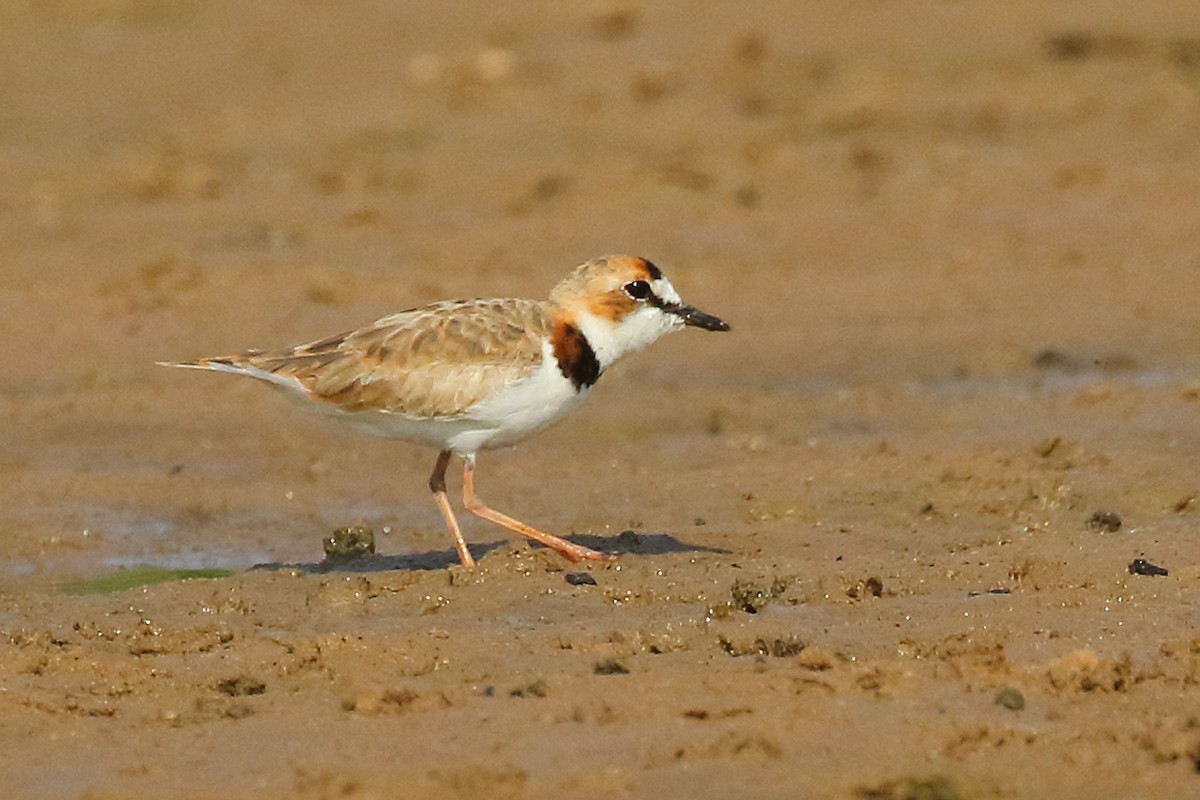 Collared Plover - Dan Vickers