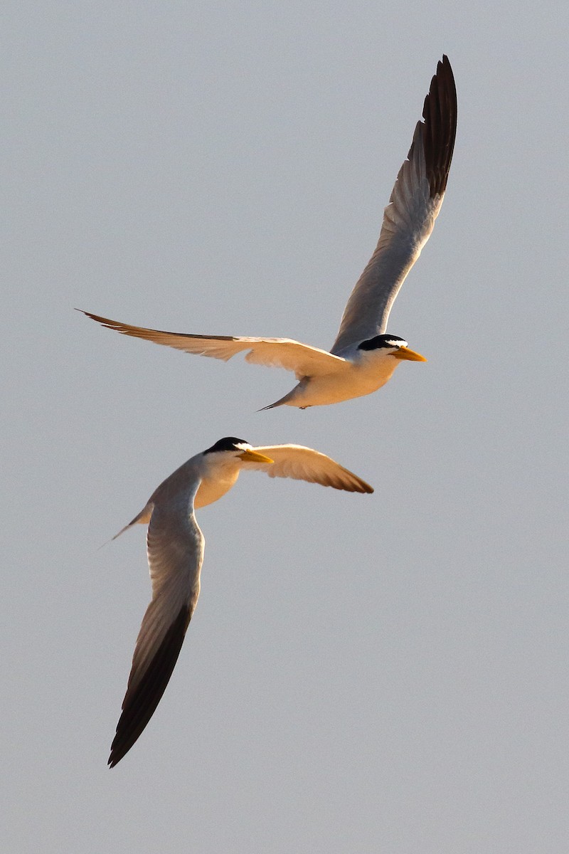 Yellow-billed Tern - ML178400731