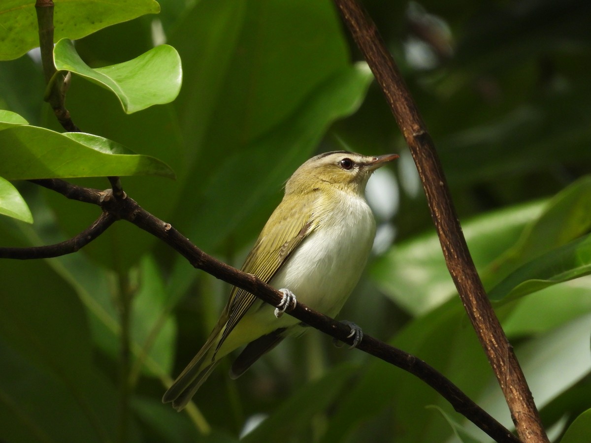 Red-eyed Vireo - ML178401481