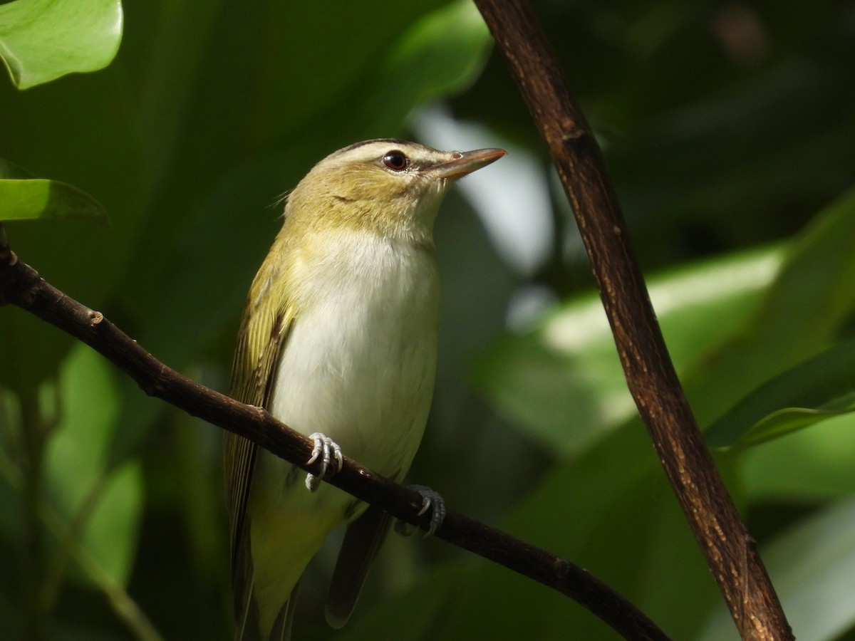 Red-eyed Vireo - ML178401501