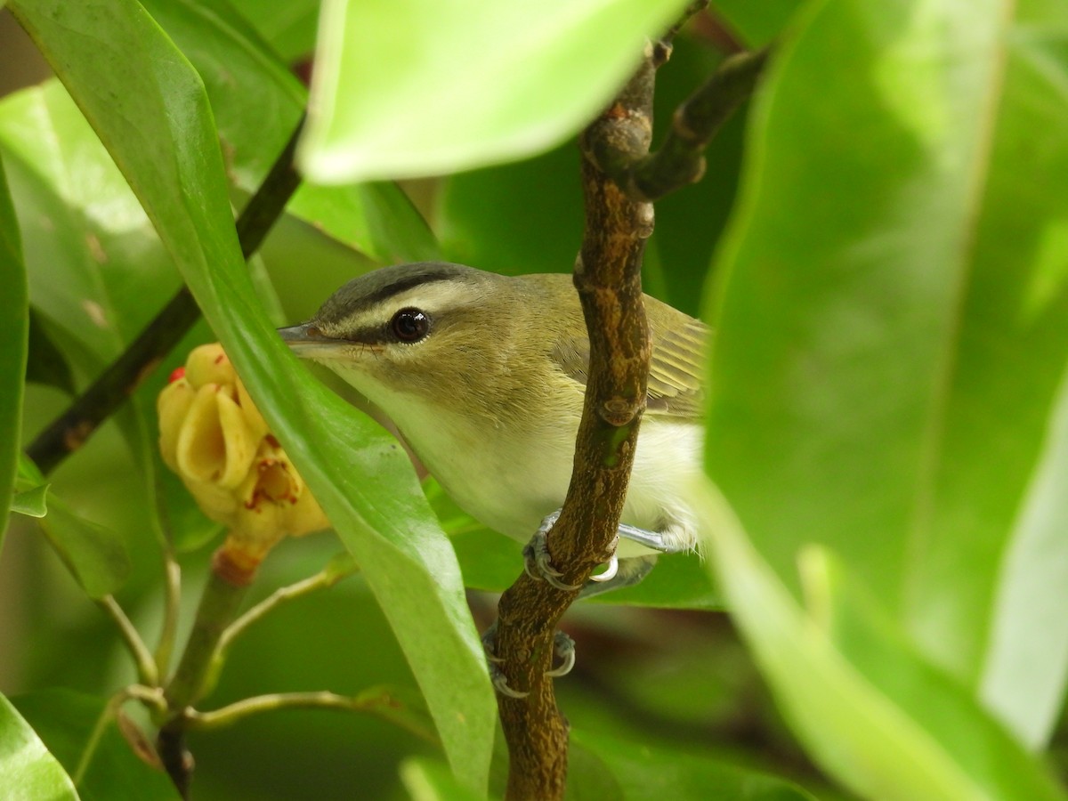 Red-eyed Vireo - ML178401511