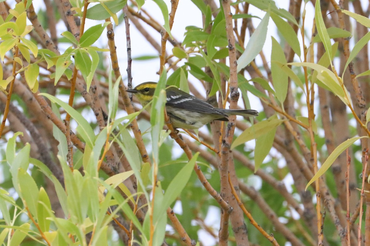 Townsend's Warbler - ML178402631