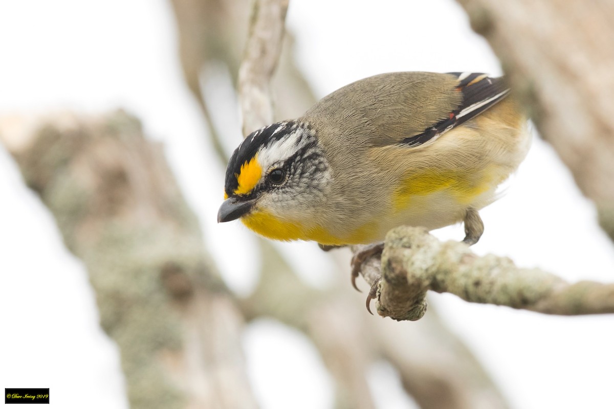 Striated Pardalote - ML178403071