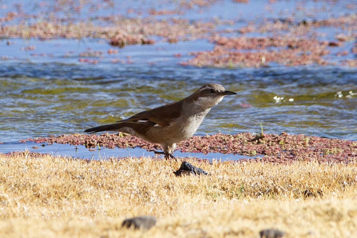 White-winged Cinclodes - ML178403431