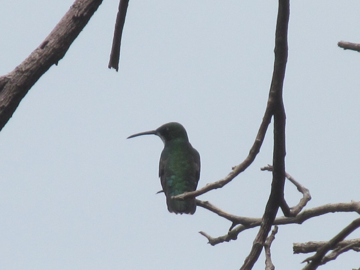 Black-throated Mango - ML178404011