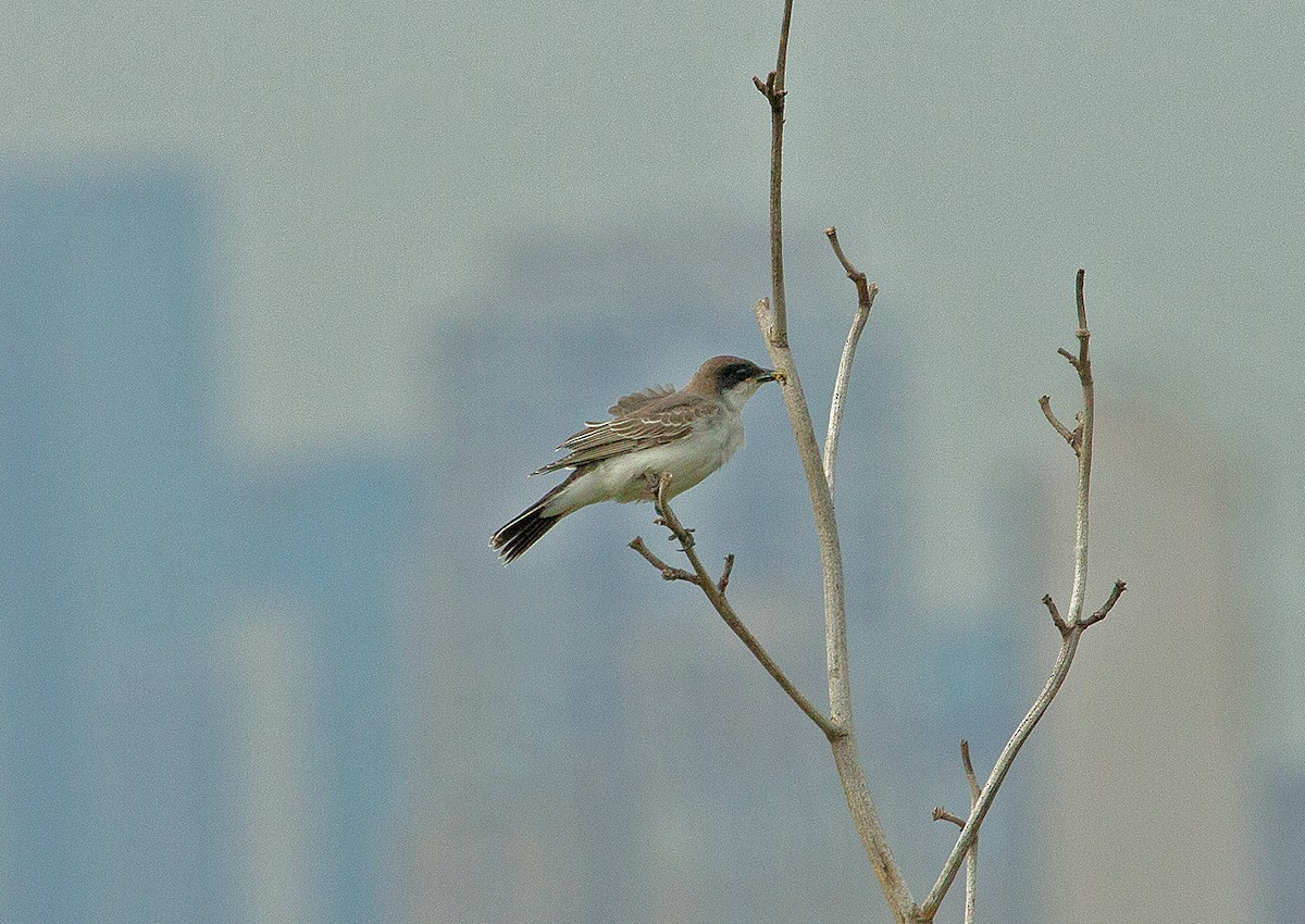 Eastern Kingbird - ML178404181