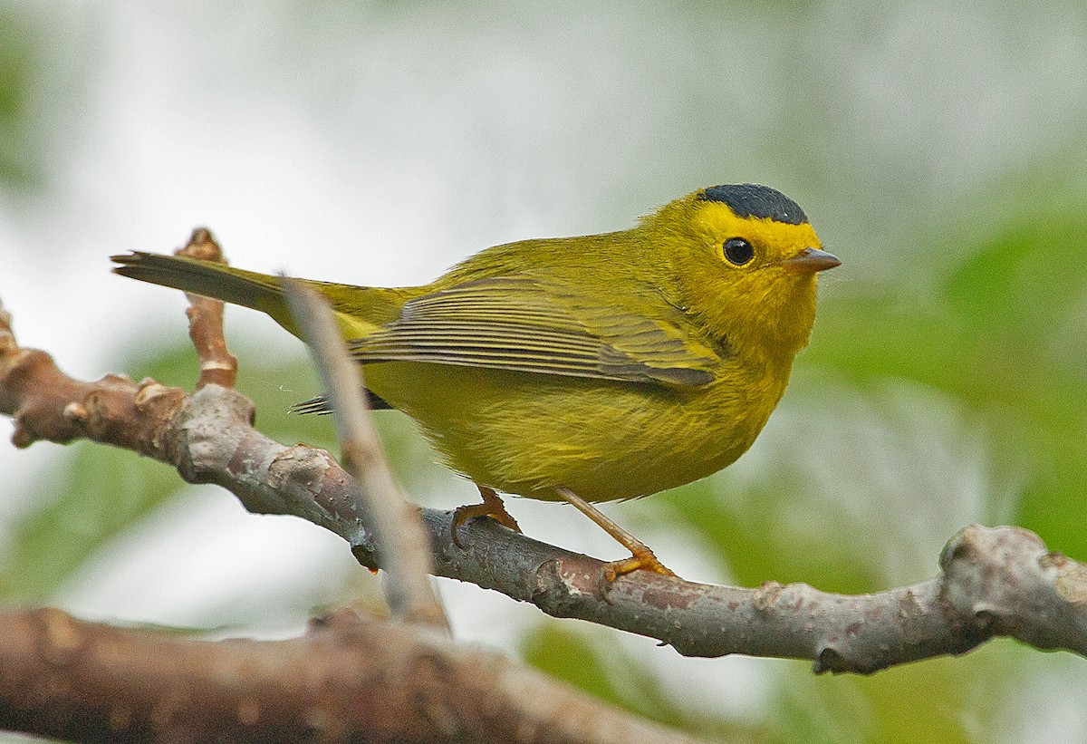 Wilson's Warbler - ML178404431