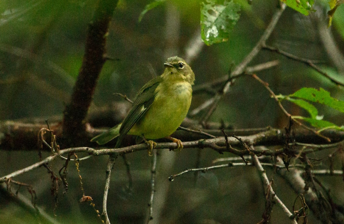 Black-throated Blue Warbler - ML178405231