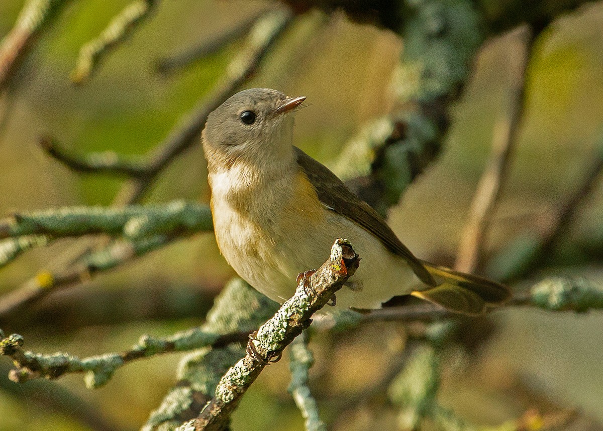 American Redstart - ML178405301