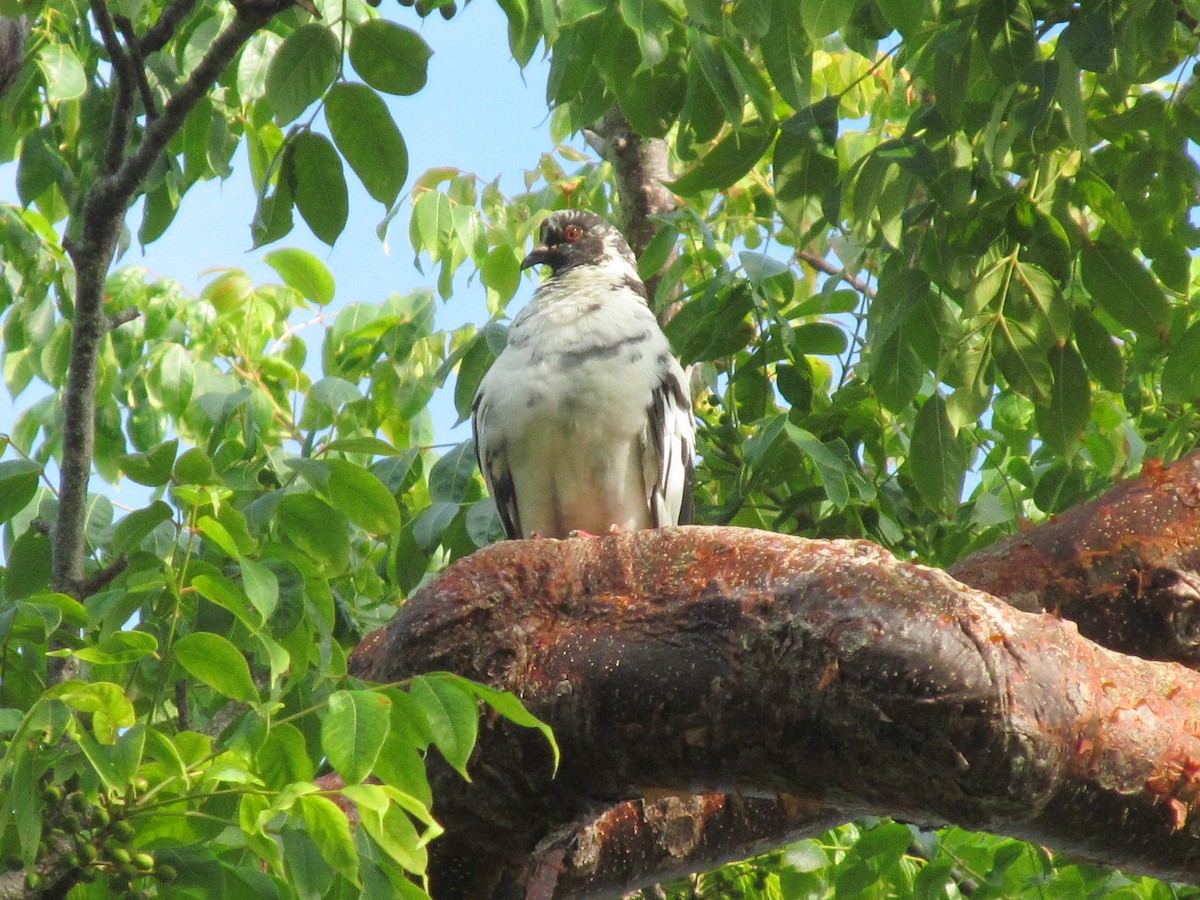 Rock Pigeon (Feral Pigeon) - ML178405421