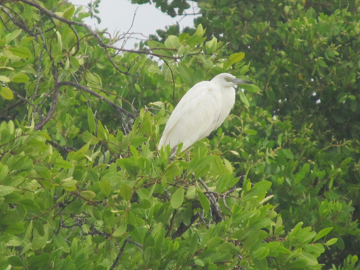 Little Blue Heron - ML178405511