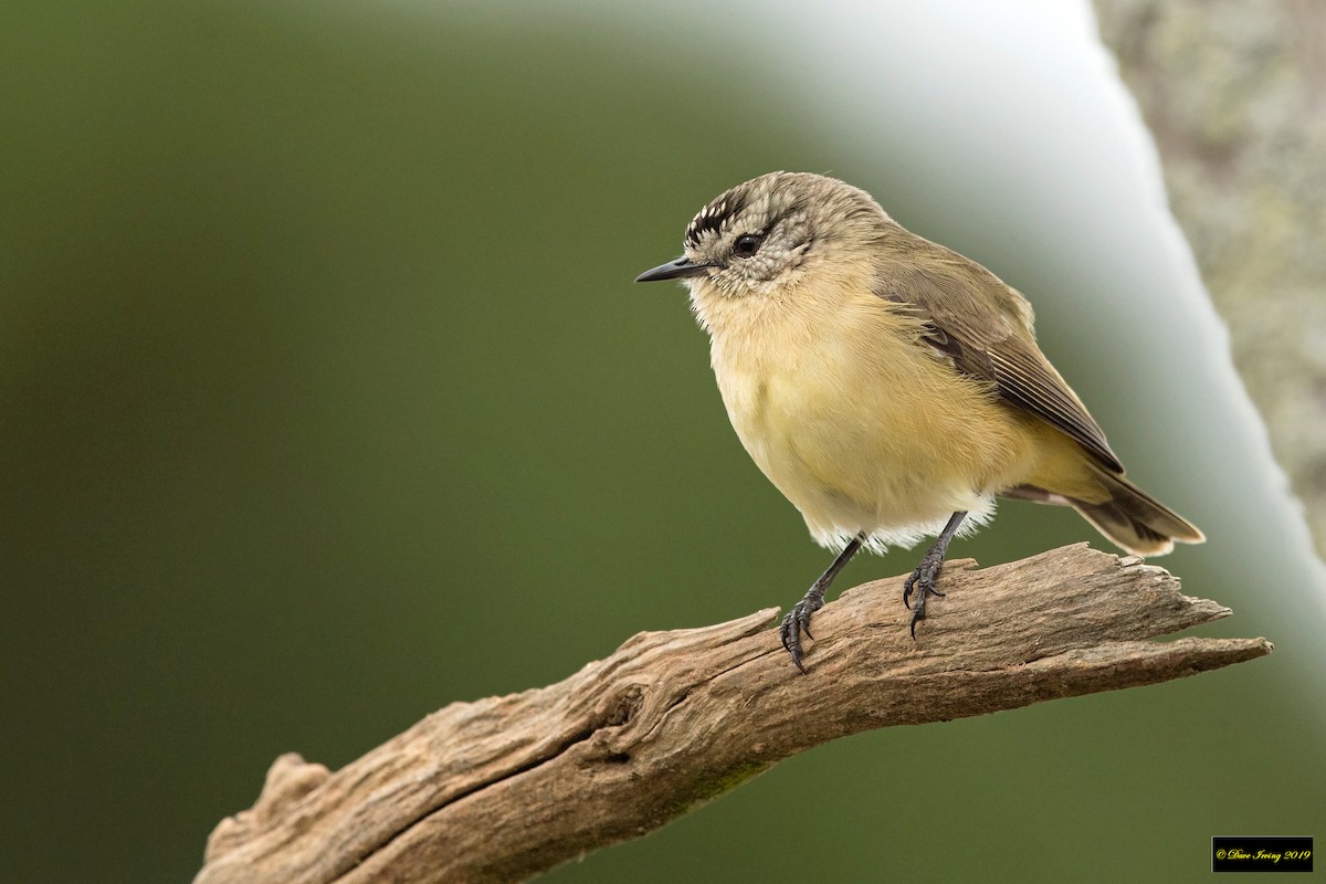 Yellow-rumped Thornbill - David Irving