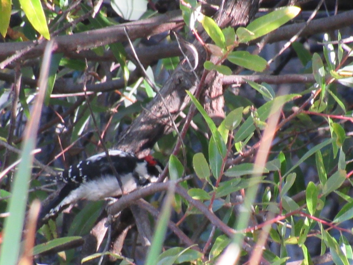 Downy Woodpecker - ML178407061
